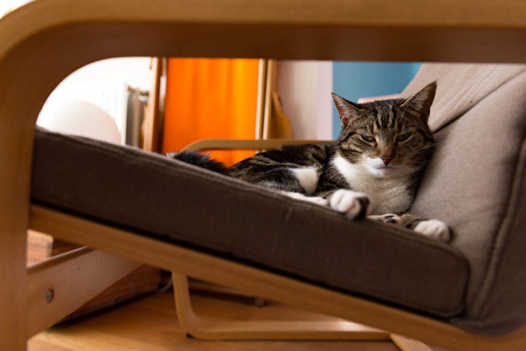 Our of the Box cat
